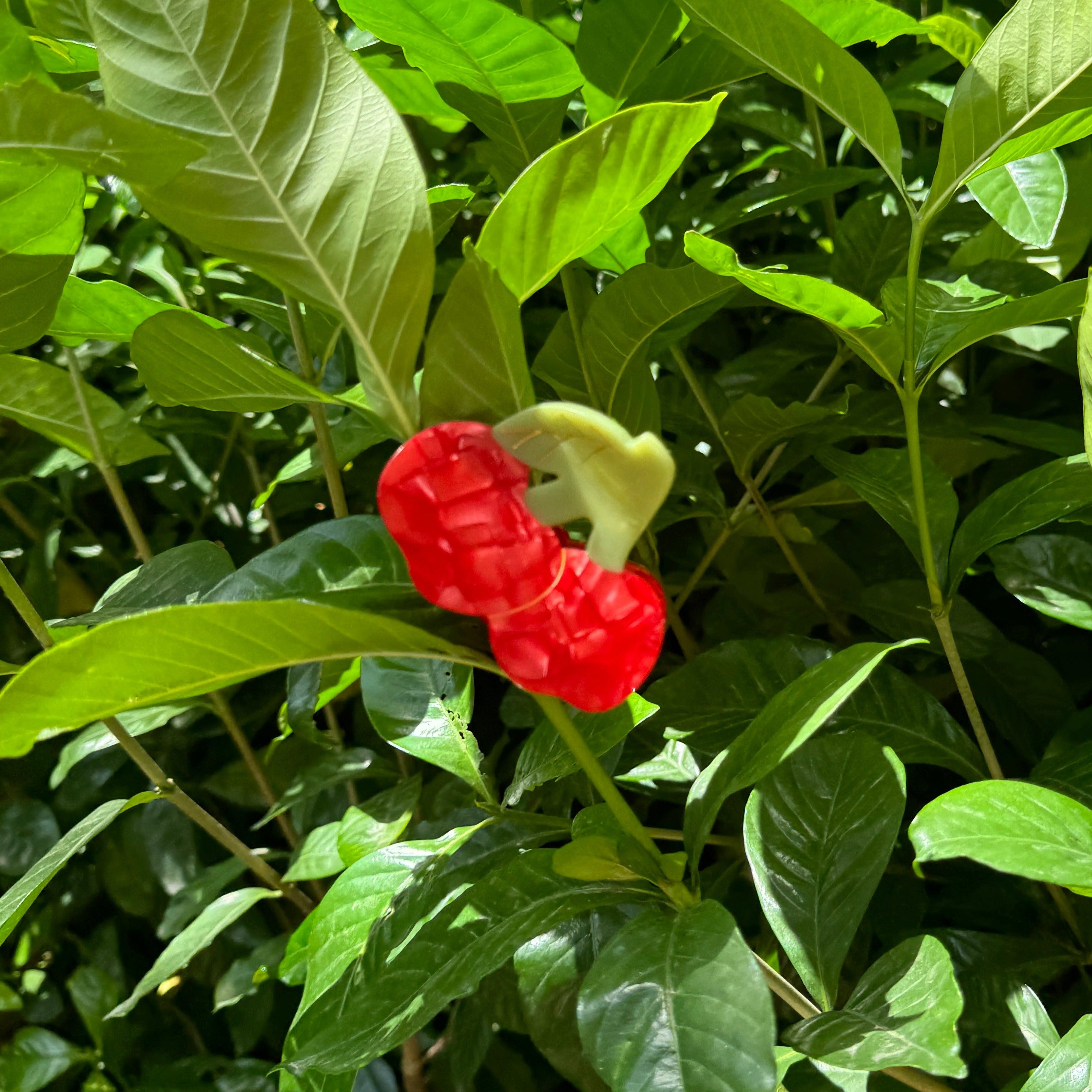 Cherry Bomb Hair Claw