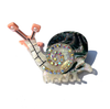 Abalone shell  snails claw